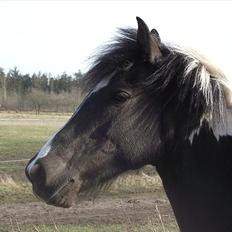 Anden særlig race Play Girl