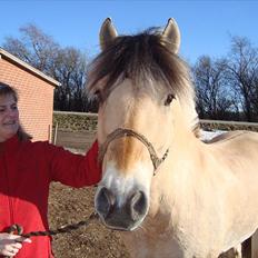 Fjordhest Balder