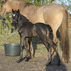 Anden særlig race Wing mann