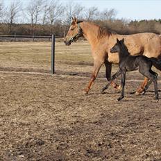 Anden særlig race Wing mann