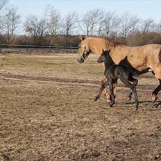 Anden særlig race Wing mann
