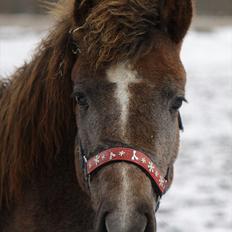 New Forest Maribell's Briony