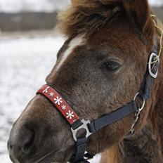New Forest Maribell's Briony