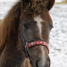 New Forest Maribell's Briony