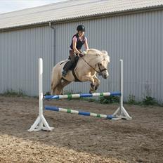 Fjordhest Højgaards Bacardi