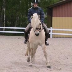 Fjordhest Højgaards Bacardi