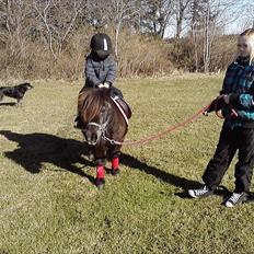 Shetlænder Lille mor 