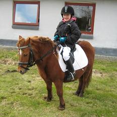 Shetlænder Molly