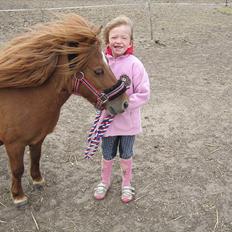 Shetlænder Molly