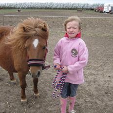 Shetlænder Molly