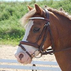 Welsh Mountain (sec A) Waterland`s Pucahontas SOLGT:`(