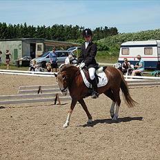 Welsh Mountain (sec A) Waterland`s Pucahontas SOLGT:`(