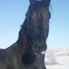 Frieser Eminenz af Hulkaer