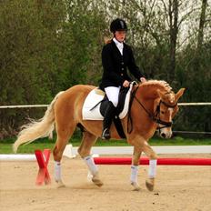 Haflinger Charlie 