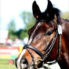 Dansk Varmblod Call me back again