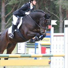 Dansk Varmblod Call me back again