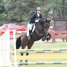 Dansk Varmblod Call me back again