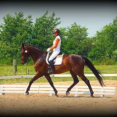 Dansk Varmblod Conselia