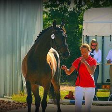 Dansk Varmblod Conselia