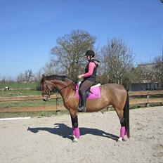 Dansk Varmblod Elirif Søbæk [tidligere hest]