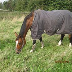 Dansk Varmblod Elirif Søbæk [tidligere hest]