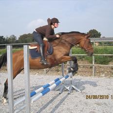 Dansk Varmblod Elirif Søbæk [tidligere hest]