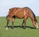 Oldenborg Salina Smed