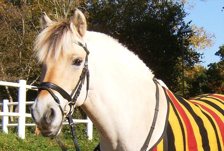 Fjordhest Janus Greis billede 16