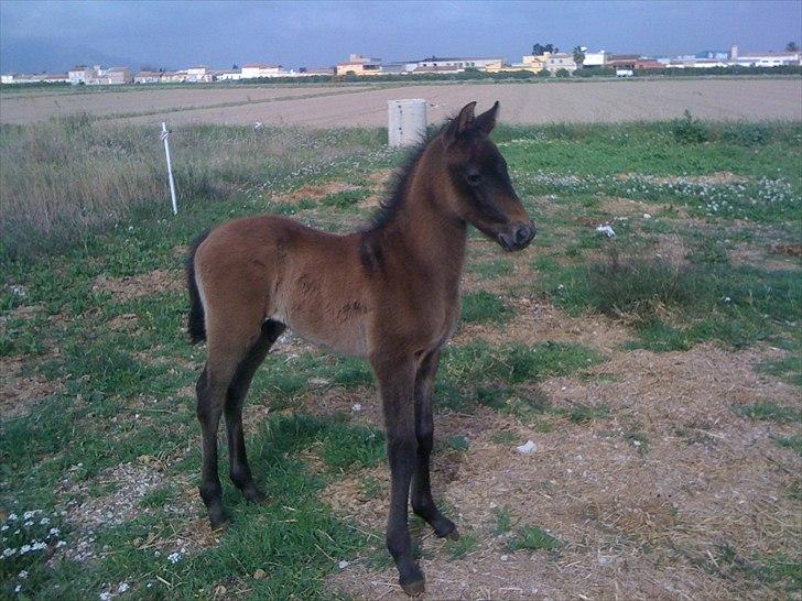 Cruzado Twister billede 1