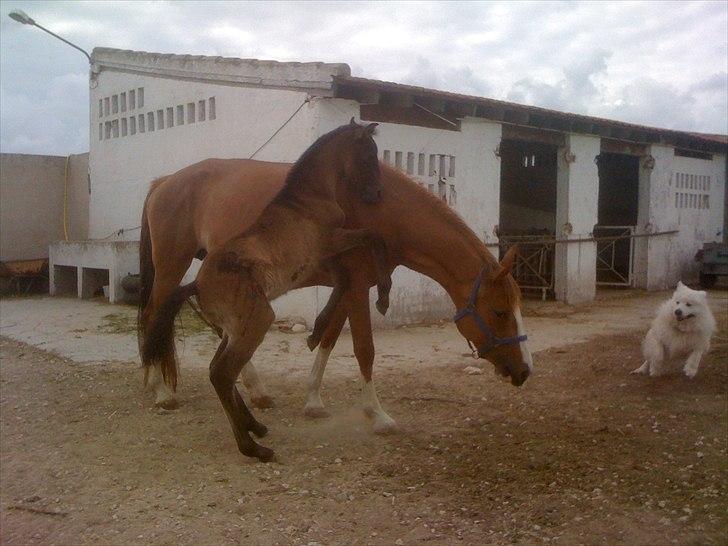 Cruzado Twister billede 4