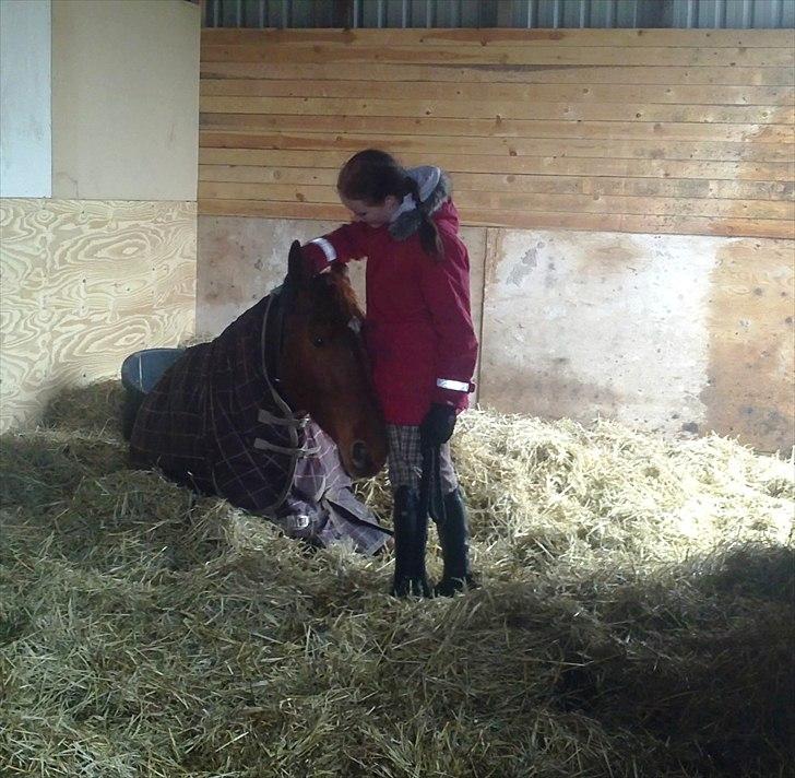 Dansk Varmblod Bækgårdens Amazing SOLGT billede 14