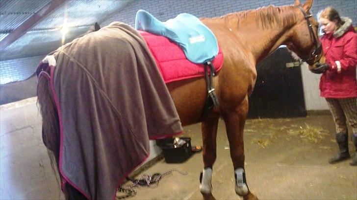 Dansk Varmblod Bækgårdens Amazing SOLGT billede 15