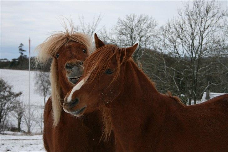 Anden særlig race Macody billede 12