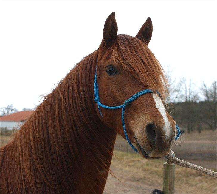 Anden særlig race Macody - smuksakken  billede 14