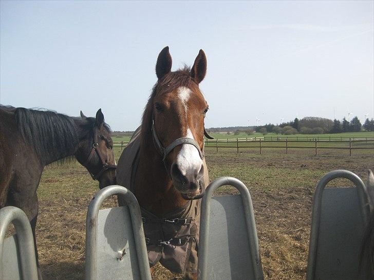 Anden særlig race Pyrus<3  - Excuse me, jeg er midt i middagsmaden? billede 7