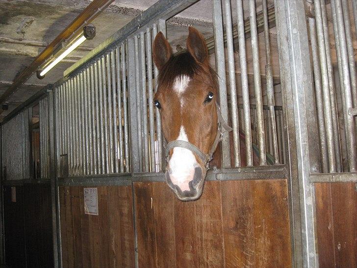 Anden særlig race Pyrus<3  - uhh en lyd ;b billede 9