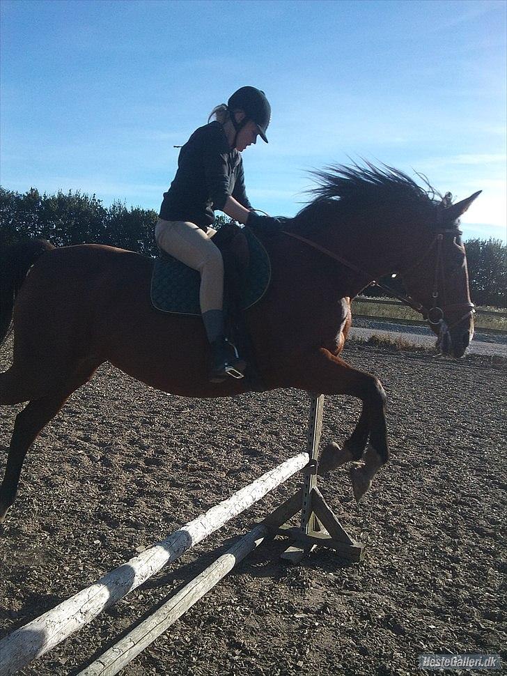 Anden særlig race Regitze billede 13