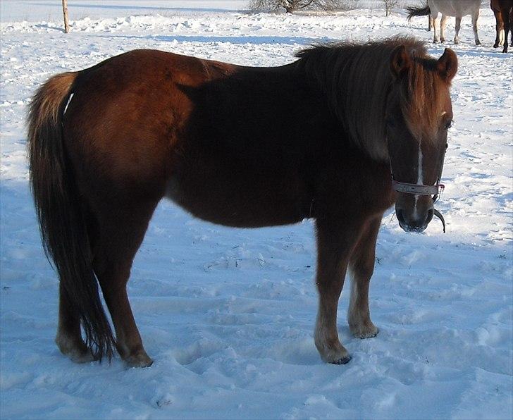 Anden særlig race Fanny - fanny i snen :) billede 9