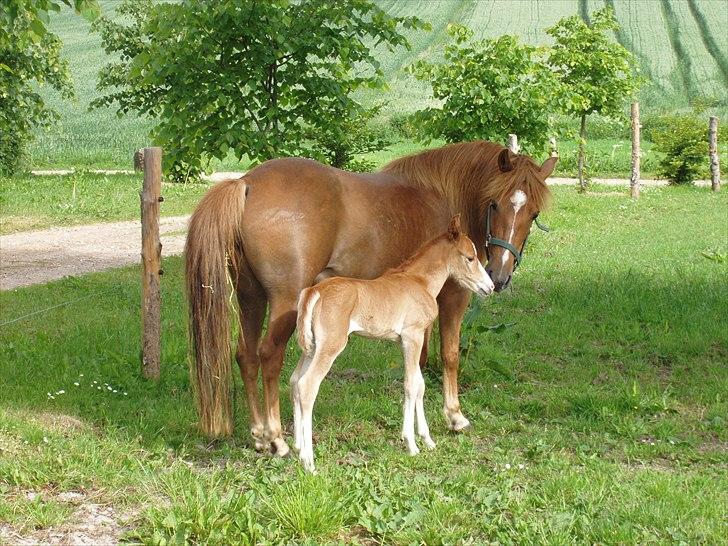 Anden særlig race Fanny - Fanny og hendes føl billede 11