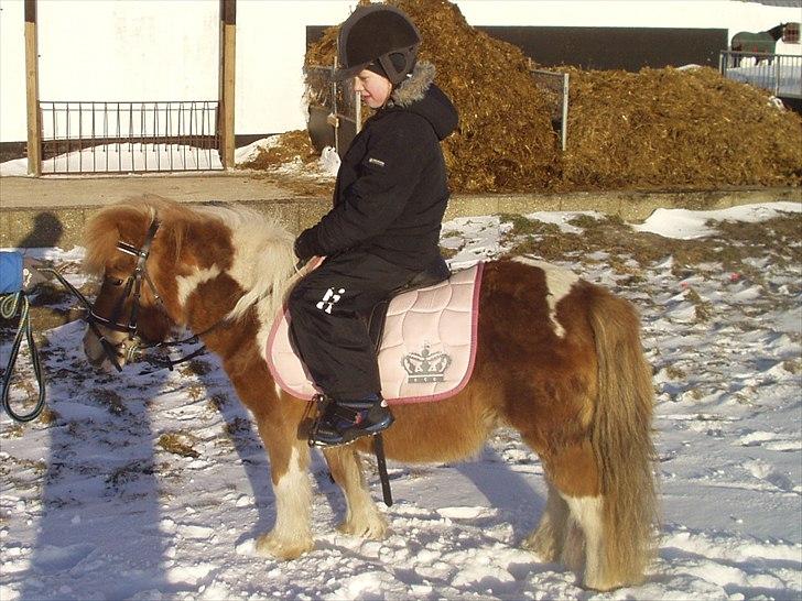 Shetlænder Ingeborg - Mathias på Ingeborg billede 15