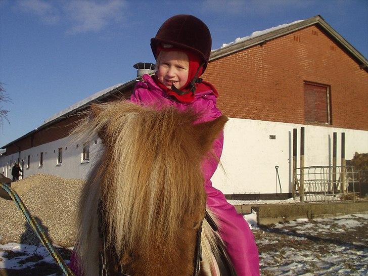 Shetlænder Ingeborg - Mathilde på Ingeborg billede 16