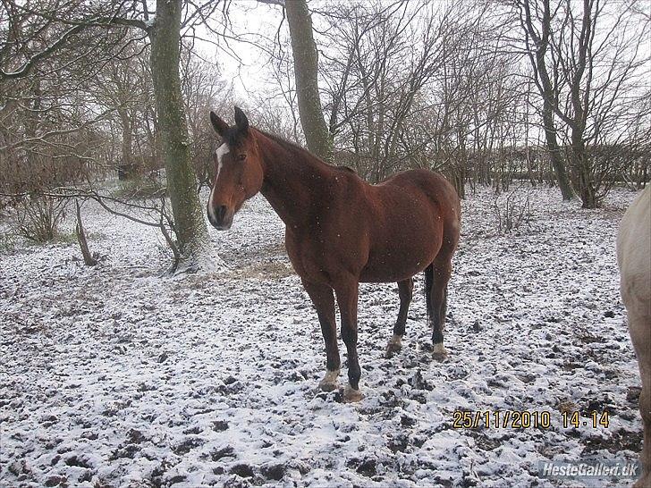 Anden særlig race Regitze billede 18