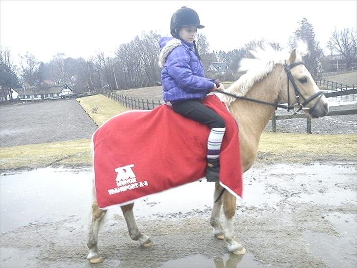 Welsh Mountain (sec A) Sjaik<3 - Nina på Sjaik efter deres første ridedag sammen <3 billede 7