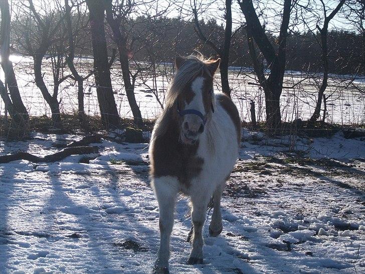 Anden særlig race Prins - Lidt skæv!!!<3 billede 3