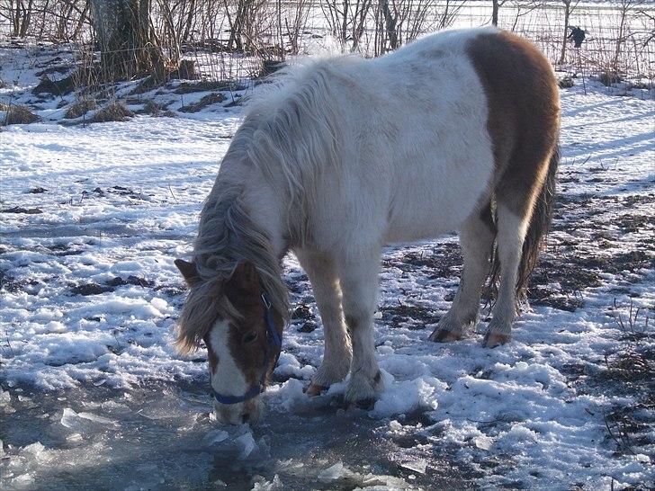 Anden særlig race Prins - Hygge på marken i sne<3 billede 5