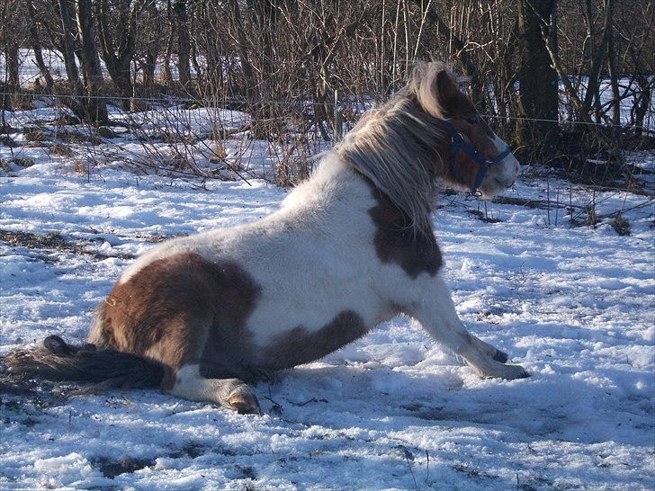 Anden særlig race Prins - Puha maget ikke mere nu!! billede 7