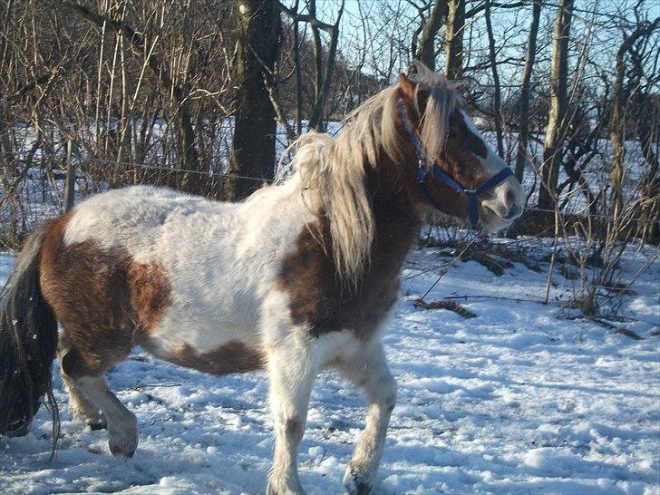 Anden særlig race Prins - Jeg løber lige lidt er jeg ikke bare fin. billede 8