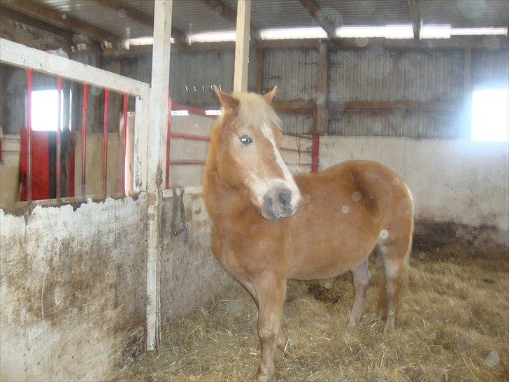 Haflinger Linea billede 3