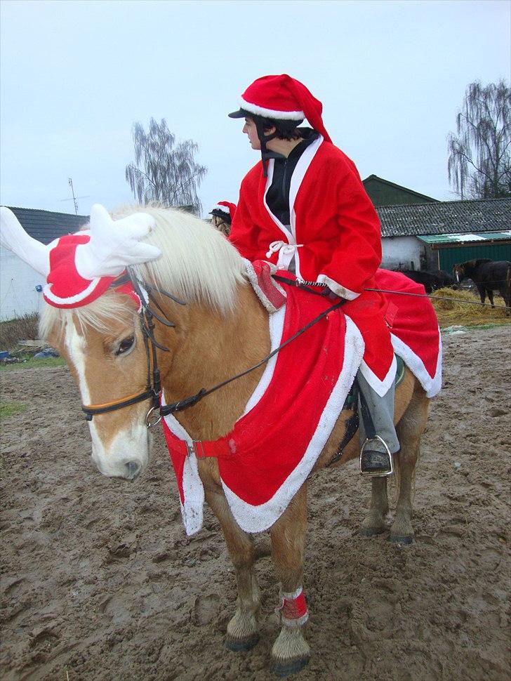 Haflinger Linea billede 4