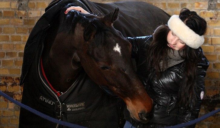 Dansk Varmblod Toftegårdens Carisma billede 9